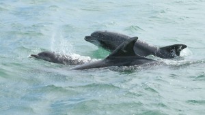 386_0001_DolphinPodCardiganBay_16x9